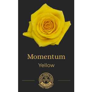 Роза Momentum