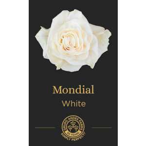Роза Mondial 60 Premium