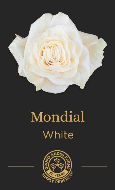 Роза Mondial 60 Premium