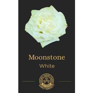 Роза Moonstone