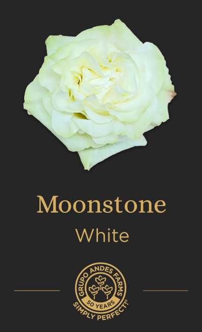 Роза Moonstone