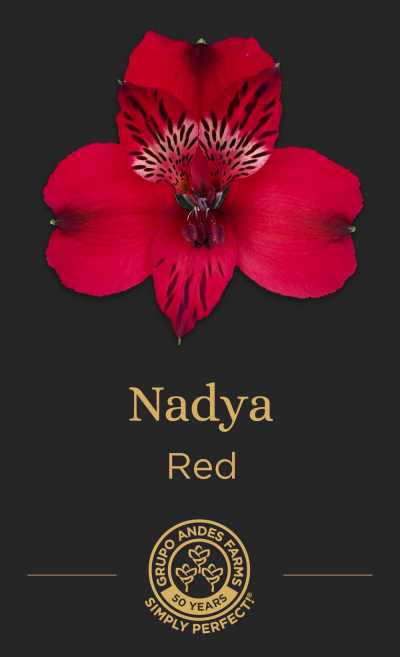 Альстромерия Nadya