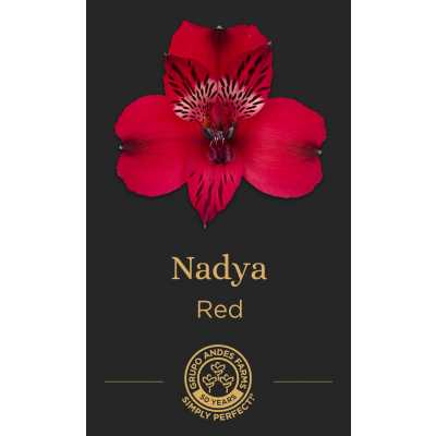 Альстромерия Nadya