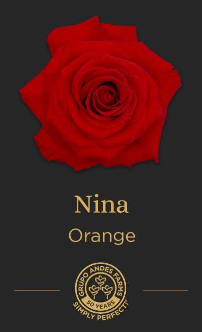 Роза Nina