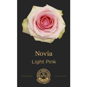 Роза Novia