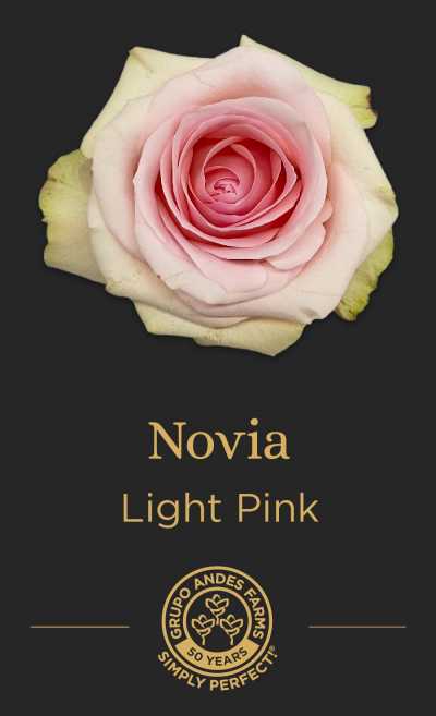 Роза Novia