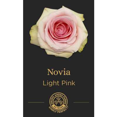 Роза Novia