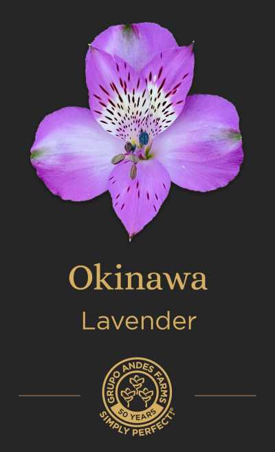 Альстромерия Okinawa