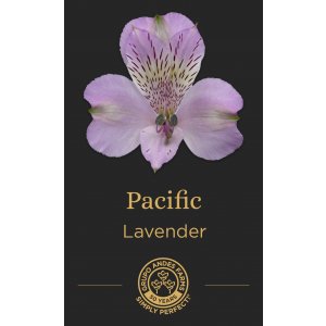 Альстромерия Pacific