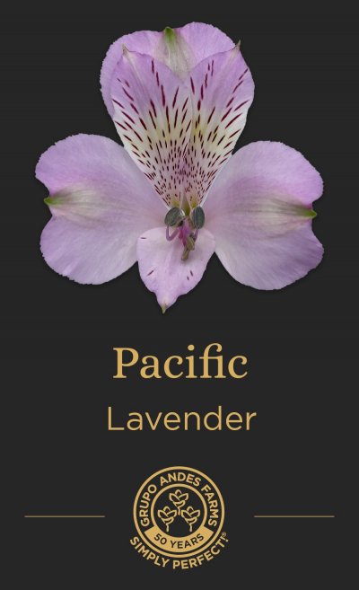Альстромерия Pacific
