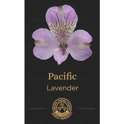 Альстромерия Pacific