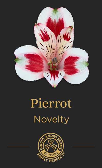 Альстромерия Pierrot