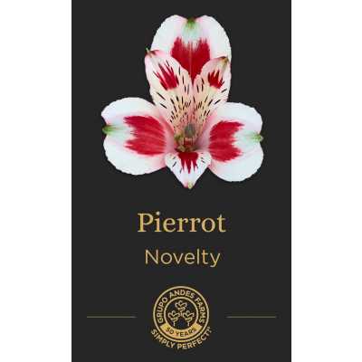 Альстромерия Pierrot