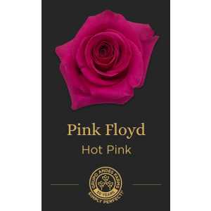 Роза Pink Floyd 60 Premium