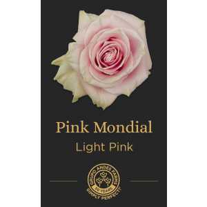 Роза Pink Mondial 60 Premium