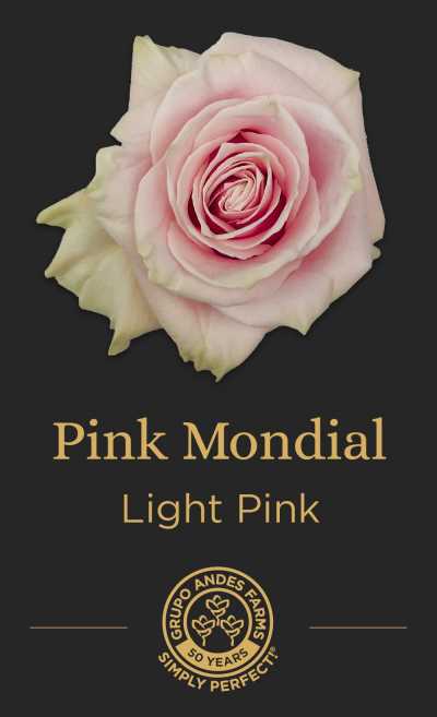 Роза Pink Mondial 60 Premium