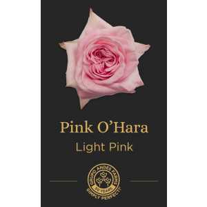 Роза Pink Hara
