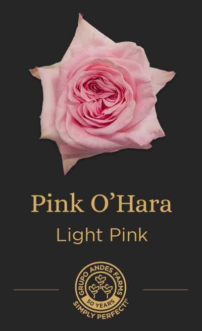 Роза Pink Hara