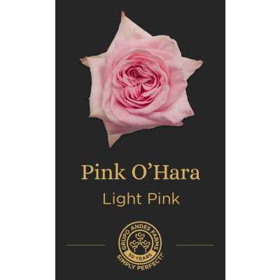 Роза Pink Hara