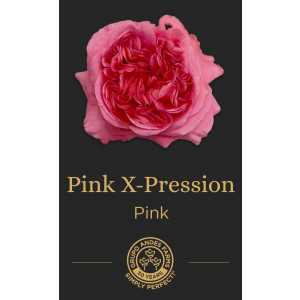 Роза Pink X-Pression 60 GARDEN
