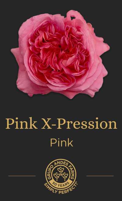 Роза Pink X-Pression 60 GARDEN
