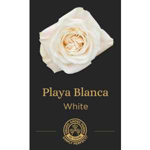 Роза Playa Blanca