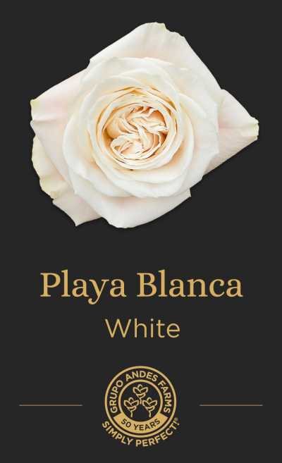 Роза Playa Blanca