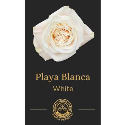 Роза Playa Blanca