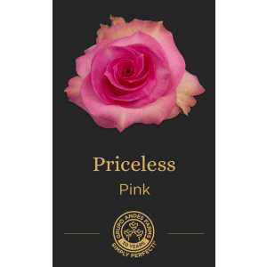 Роза Priceless 60 Special