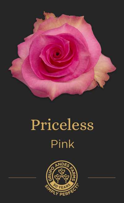 Роза Priceless 60 Special