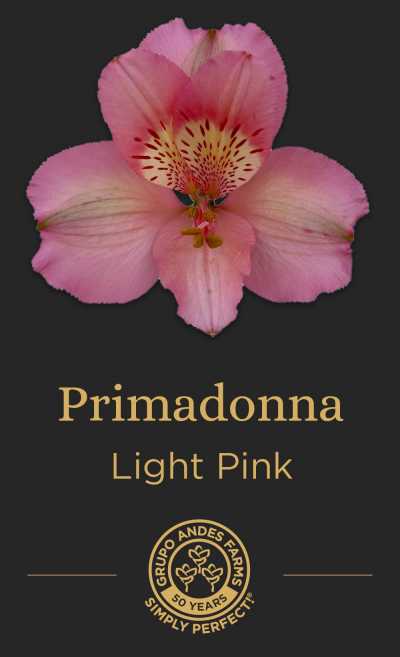 АльстромерияPrimadonna
