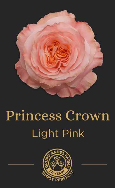 Роза Princess Crown
