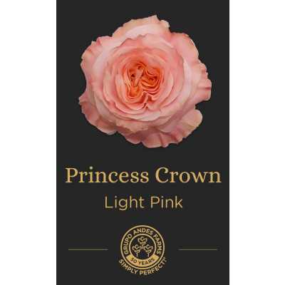 Роза Princess Crown