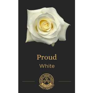 Роза Proud