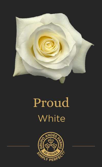 Роза Proud