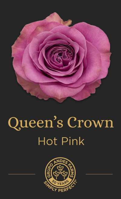 Роза Queens Crown