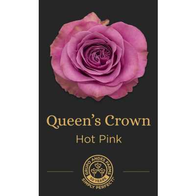 Роза Queens Crown
