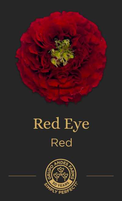 Роза Red Eye