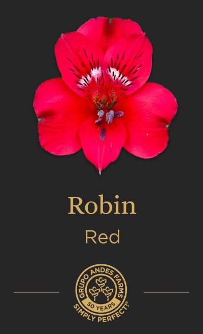 Альстромерия Robin