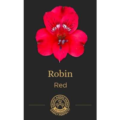 Альстромерия Robin
