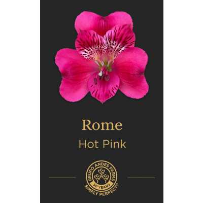 Альстромерия Rome