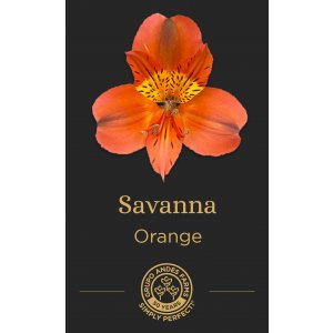 Альстромерия Savanna