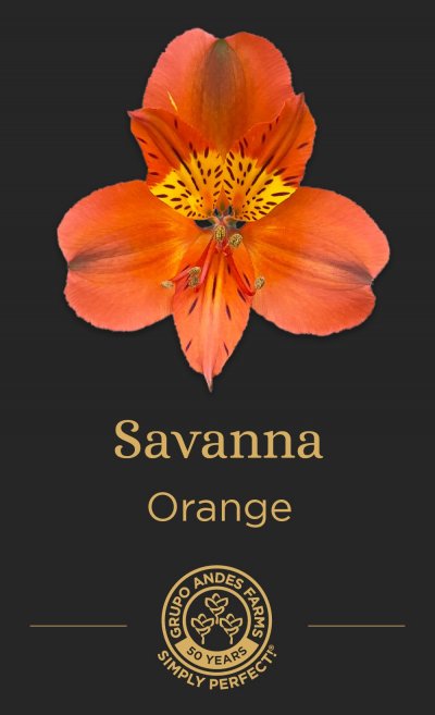 Альстромерия Savanna