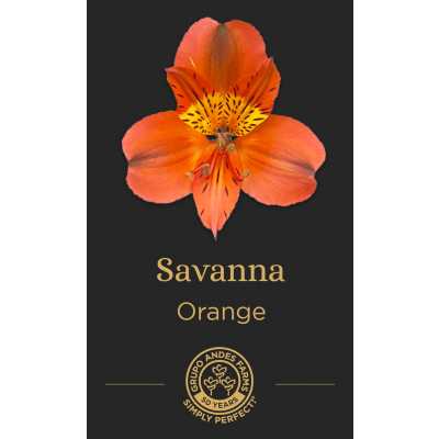 Альстромерия Savanna