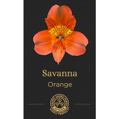 Альстромерия Savanna