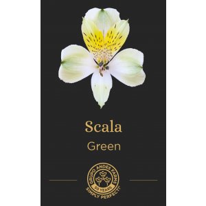 Альстромерия Scala