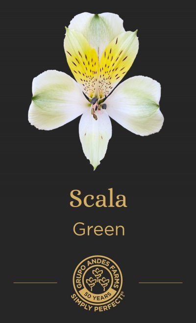 Альстромерия Scala