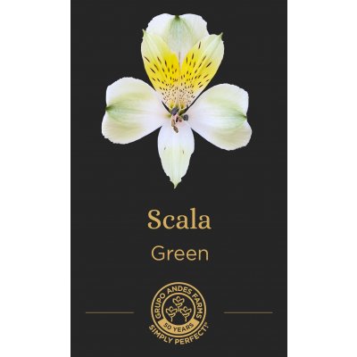 Альстромерия Scala