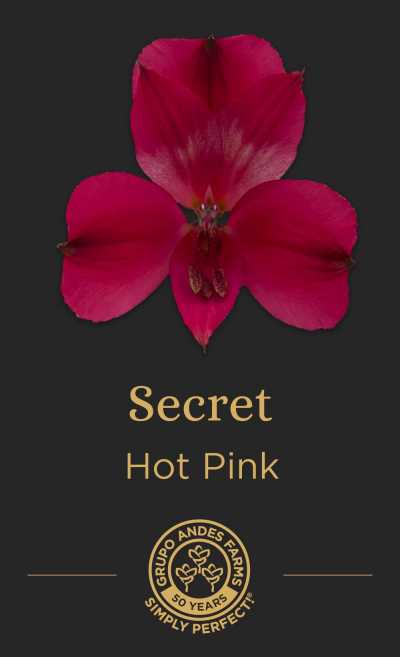 Альстромерия Secret