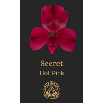 Альстромерия Secret